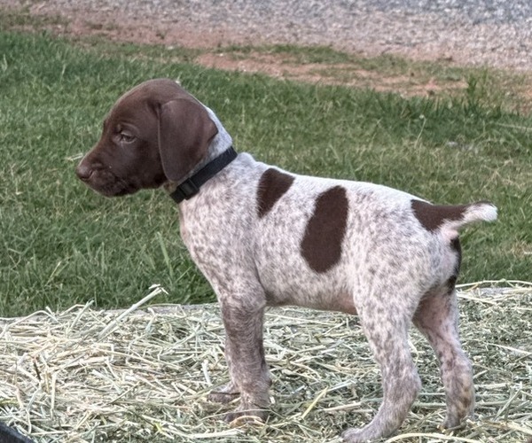 Medium Photo #1 German Shorthaired Pointer Puppy For Sale in RUTHERFORDTON, NC, USA