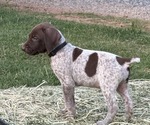 Puppy Dean German Shorthaired Pointer