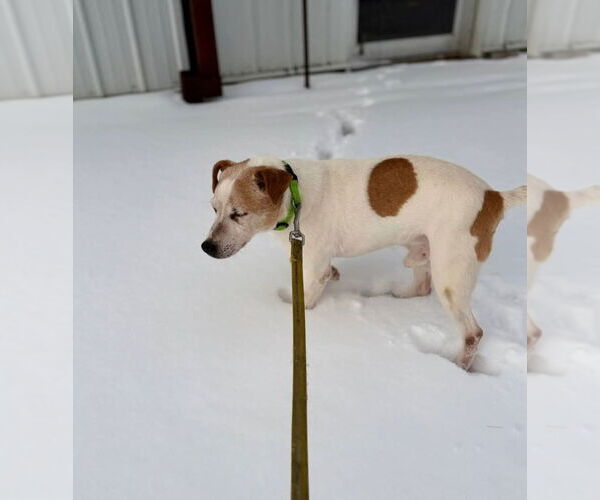 Medium Photo #3 Jack Russell Terrier Puppy For Sale in Buffalo, MN, USA