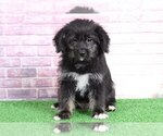 Small Photo #2 Poodle (Toy)-Shiba Inu Mix Puppy For Sale in BEL AIR, MD, USA