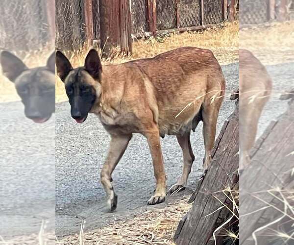 Medium Photo #2 Mutt Puppy For Sale in Imlay City, MI, USA