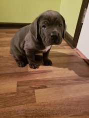 Cane Corso Puppy for sale in ATWATER, OH, USA