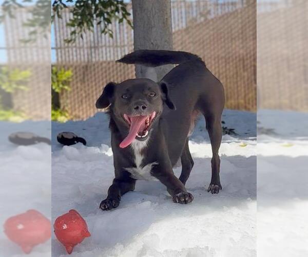 Medium Photo #2 Mutt Puppy For Sale in Chula Vista, CA, USA