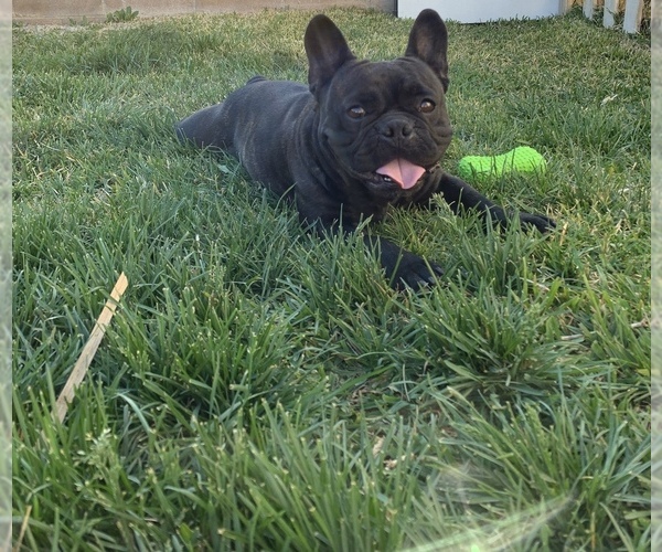 Medium Photo #1 French Bulldog Puppy For Sale in BEAUMONT, CA, USA