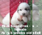 Small Photo #1 Great Pyrenees Puppy For Sale in HILLSVILLE, VA, USA