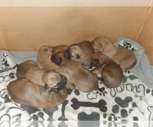 Soft Coated Wheaten Terrier Puppy for sale in WHITTIER, CA, USA