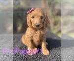 Small Photo #9 Labradoodle Puppy For Sale in PORTERVILLE, CA, USA