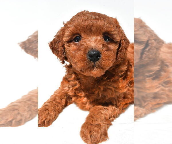 Medium Photo #29 Goldendoodle mix (+ Poodle Miniature) Puppy For Sale in DURHAM, CT, USA