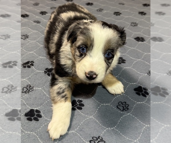 Medium Photo #9 Miniature Australian Shepherd Puppy For Sale in SALISBURY, NC, USA