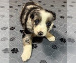 Small Photo #131 Miniature Australian Shepherd Puppy For Sale in SALISBURY, NC, USA