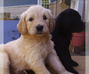Labradoodle Puppy for sale in JOLIET, IL, USA