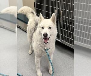 Siberian Husky Dogs for adoption in Rancho Cucamonga, CA, USA