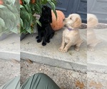 Small #6 Goldendoodle