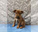 Small #4 Mutt