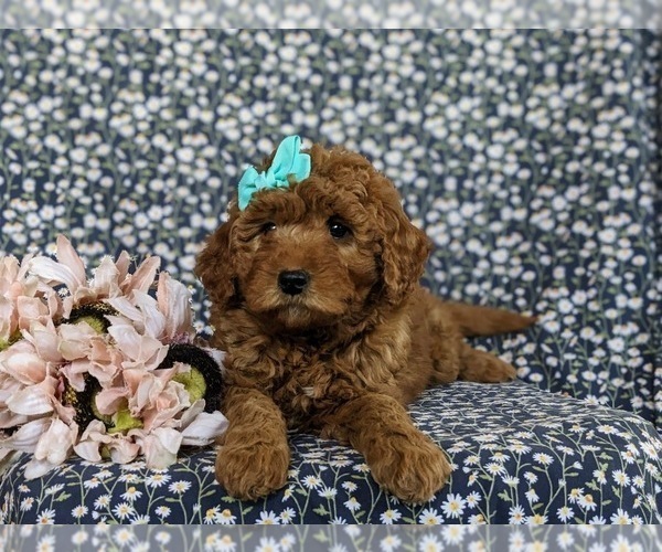 Medium Photo #4 Goldendoodle (Miniature) Puppy For Sale in DELTA, PA, USA