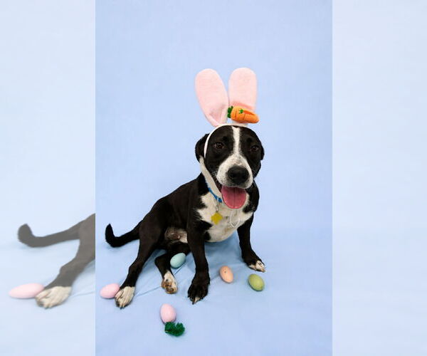 Medium Photo #2 Mutt Puppy For Sale in Sandy, UT, USA