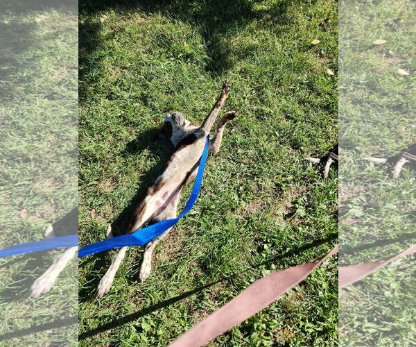 Medium Photo #4 Mutt Puppy For Sale in Garden City, NY, USA