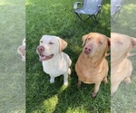 Small Photo #1 Labrador Retriever Puppy For Sale in LEASBURG, MO, USA