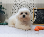 Small Photo #2 Bichon Frise Puppy For Sale in SYRACUSE, IN, USA