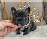 Small Photo #6 French Bulldog Puppy For Sale in GRANDVIEW, WA, USA