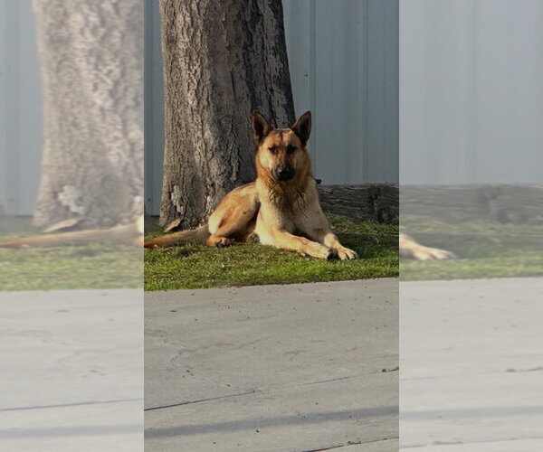 Medium Photo #3 German Shepherd Dog-Unknown Mix Puppy For Sale in Imlay City, MI, USA