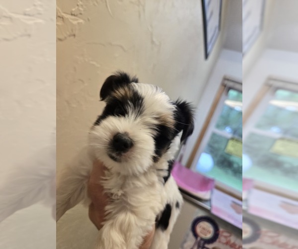 Medium Photo #1 Yorkshire Terrier Puppy For Sale in MARINETTE, WI, USA