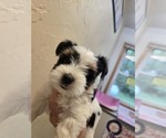 Small Yorkshire Terrier