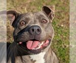 Small American Pit Bull Terrier Mix