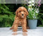 Puppy Victor Cavapoo