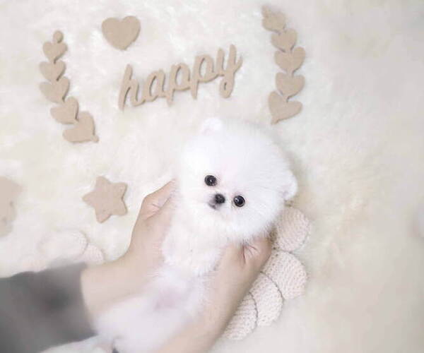 Medium Photo #2 Pomeranian Puppy For Sale in Seoul, Seoul, Korea, South
