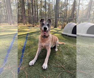 REMY-FL - COURTESY POST - Female Mutt Dog for Adoption - Photo #2