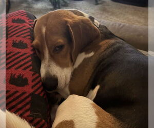 Bagle Hound Dogs for adoption in Brookville, OH, USA