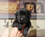 Small Photo #30 Labrador Retriever Puppy For Sale in POCAHONTAS, IL, USA