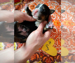 Small Photo #6 Bernese Mountain Dog Puppy For Sale in OREGON CITY, OR, USA