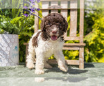 Puppy Poppy Poodle (Standard)