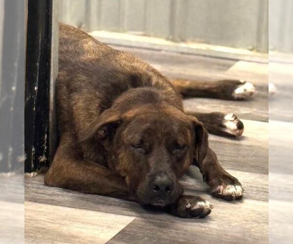 Medium Photo #2 Shepradors Puppy For Sale in Yardley, PA, USA