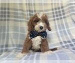 Small Cavapoo