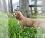 Small #3 Cocker Spaniel