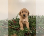 Small Photo #3 Golden Retriever-Goldendoodle Mix Puppy For Sale in HILLSBORO, WI, USA