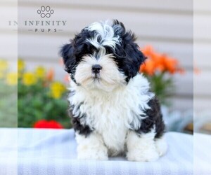 ShihPoo Puppy for sale in GORDONVILLE, PA, USA