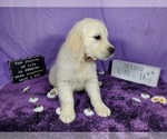 Small Photo #58 English Cream Golden Retriever Puppy For Sale in PEYTON, CO, USA