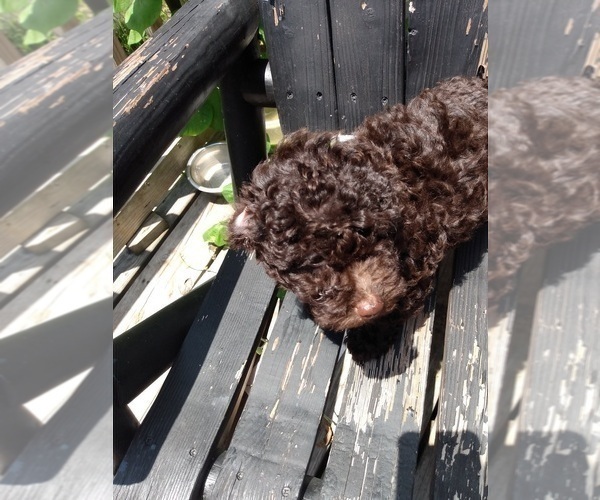Medium Photo #2 Poodle (Toy) Puppy For Sale in SAVANNAH, GA, USA
