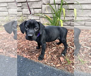 Mutt Dogs for adoption in Sterling, MA, USA