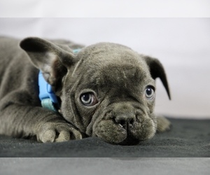 French Bulldog Puppy for sale in BROOKLYN, NY, USA