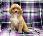 Small Photo #3 Cava-Tzu-Poodle (Miniature) Mix Puppy For Sale in LAKELAND, FL, USA