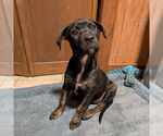 Small #1 Mutt