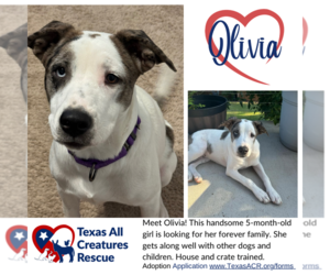 Mutt Dogs for adoption in Lillian, TX, USA