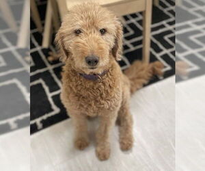 Golden Retriever Dogs for adoption in Grovertown, IN, USA