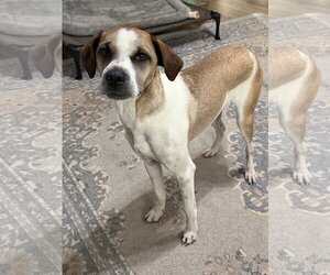 Mutt Dogs for adoption in Ball Ground, GA, USA