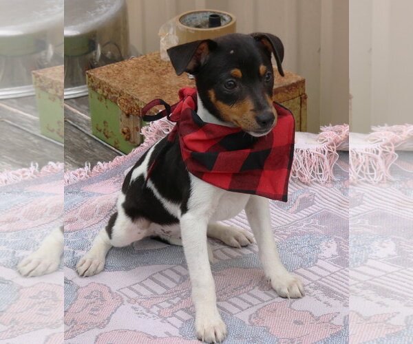Medium Photo #2 Rat Terrier Puppy For Sale in Bandera, TX, USA